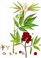 Red-Berried Elder - Sambucus racemosa L.