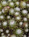 Spinnweben-Hauswurz - Sempervivum arachnoideum L.