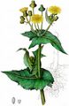 Rauhe Gänsedistel - Sonchus asper (L.) Hill