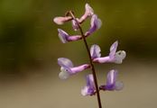 Fine-Leaved Vetch - Vicia tenuifolia Roth
