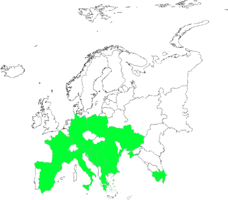 Cerastium dubium