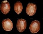 Taxus baccata (Europäische Eibe) - Samen