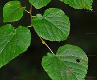 Tilia cordata (Winter-Linde) - Blätter
