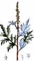 Ragweed - Ambrosia artemisiifolia L.