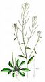 Acker-Schmalwand - Arabidopsis thaliana (L.) Heynh.