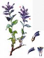 Alpine Bartsia - Bartsia alpina L.