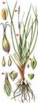 Gersten-Segge - Carex hordeistichos Vill. 