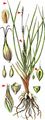 Barley Sedge - Carex hordeistichos Vill.