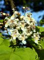 Indian-Bean-Tree - Catalpa bignonioides Walter
