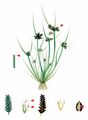 Brown Galingale - Cyperus fuscus L.
