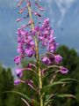 Schmalblättriges Weidenröschen - Epilobium angustifolium L.