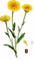Corn Marigold - Glebionis segetum (L.) Fourr.