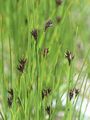 Gämsen-Binse - Juncus jacquinii L.