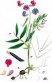 Bitter-Vetch - Lathyrus linifolius (Reichard) Bässler