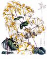 Etruscan Honeysuckle - Lonicera etrusca Santi