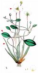 Schwimmendes Froschkraut - Luronium natans (L.) Raf. 