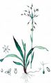 Hairy Wood-Rush - Luzula pilosa (L.) Willd.