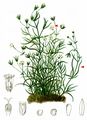 Mossy Sandwort - Moehringia muscosa L.