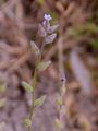 Buntes Vergißmeinnicht - Myosotis discolor Pers.