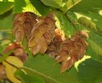 Hop Hornbeam - Ostrya carpinifolia Scop.