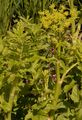 Gemüse-Pastinak - Pastinaca sativa L.