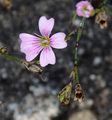 Steinbrech-Felsennelke - Petrorhagia saxifraga (L.) Link
