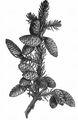 Serbian Spruce - Picea omorika (Pan?i?) Purk.