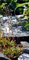 Rock Campion - Silene rupestris L.