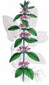 Deutscher Ziest - Stachys germanica L.