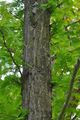 Echte Sumpfzypresse - Taxodium distichum (L.) Rich.