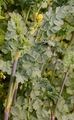 Common Meadow-Rue - Thalictrum flavum L.