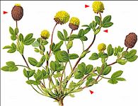 Alpen-Braun-Klee - Trifolium badium Schreb. 