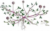 Erdbeer-Klee - Trifolium fragiferum L.