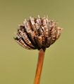 Trollblume - Trollius europaeus L.