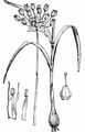 Sand Leek - Allium scorodoprasum L.