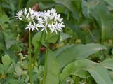 Bär-Lauch - Allium ursinum L.