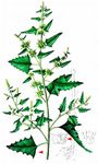 Pfeilblättrige Melde - Atriplex calotheca (Rafn) Fr. 