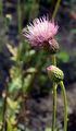 Knollige Kratzdistel - Cirsium tuberosum (L.) All.