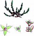 Mossy Stonecrop - Crassula tillaea Lest.-Garl.