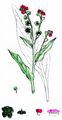 Hound's-Tongue - Cynoglossum officinale L.