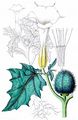 Blauer Stechapfel - Datura stramonium L.