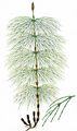 Wood Horsetail - Equisetum sylvaticum L.