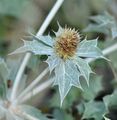 Sea-Holly - Eryngium maritimum L.