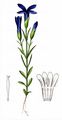 Fringed Gentian - Gentianella ciliata (L.) Borkh.