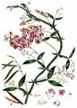 Breitblättrige Platterbse - Lathyrus latifolius L.