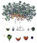Quellkraut - Montia fontana L. 