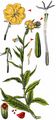 Evening Primrose - Oenothera biennis agg. 