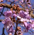 Foxglove-Tree - Paulownia tomentosa (Thunb.) Siebold & Zucc.