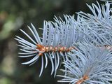 Stech-Fichte - Picea pungens Engelm.