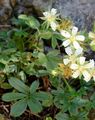Stängel-Fingerkraut - Potentilla caulescens L.